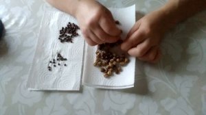 выращивание душистого горошка и настурции через рассаду.