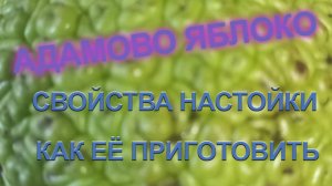 Адамово яблоко или Маклюра оранжевая  Применение.  Приготовление настойки.