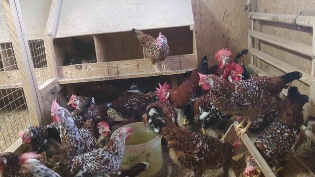 Итальянская порода кур Парцелян (фарфоровая) смотреть онлайн