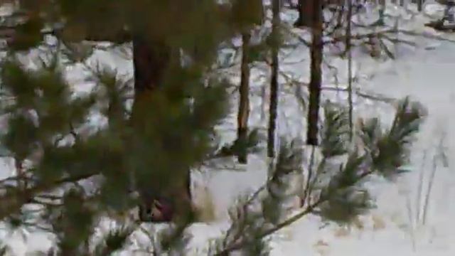 Кабан ушами шевелит смотреть онлайн