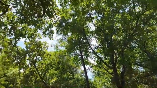 Гуляем в сквере с Хоррой смотреть онлайн