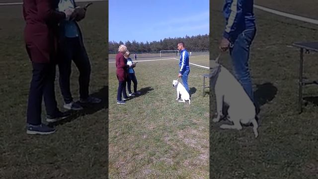 Аргентинский Дог ЗЕВС смотреть онлайн