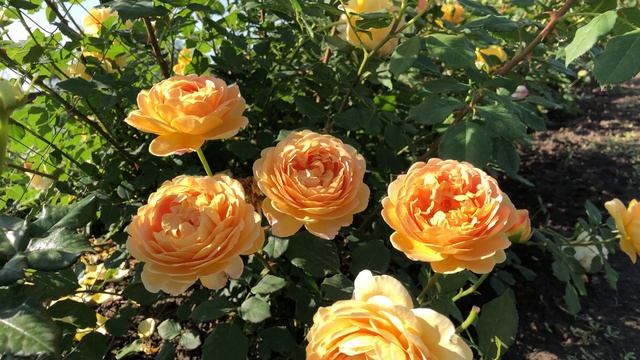 Роза - Голден Селебрейшн (Golden Celebraion) / Кубаньсад смотреть онлайн