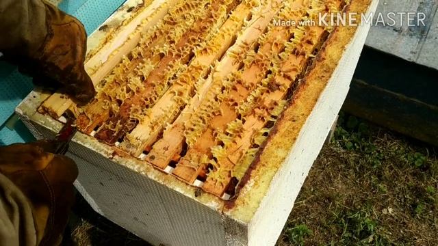 Первая выкачка меда в этом году?? смотреть онлайн