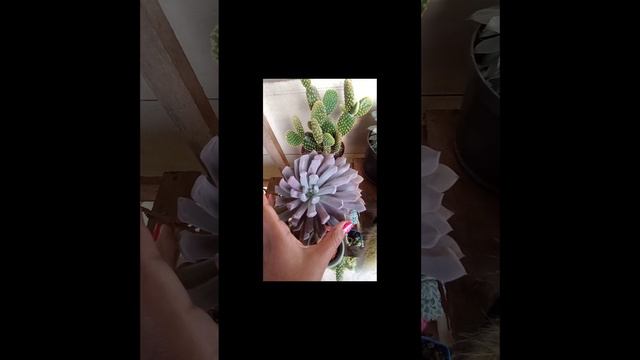 #short Graptoveria cupido❤️❤️❤️ #succulents #plantas смотреть онлайн