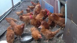 Обзор Леггорн В-33 и мини мясо