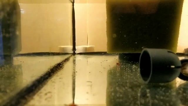 Артемия для мальков неона и для других рыбок смотреть онлайн