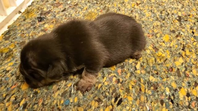 Chocolate French bulldog puppies смотреть онлайн