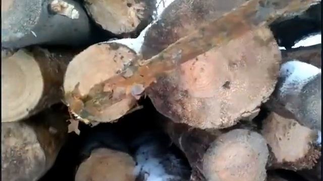 Заготовка леса в одиночку №7 Заточка цепи, разница между ёлкой и сосной. смотреть онлайн