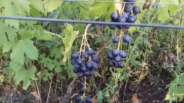 Виноград Черная вишня. Сезон 2017. (Неполивной участок) смотреть онлайн