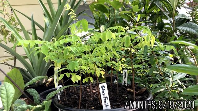How to Grow Star Fruit (Carambola) from Seed смотреть онлайн