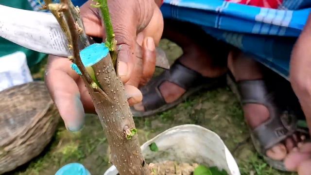 Bougainvillea के एक पौधे मे करें 5 फूलों की ग्राफ्टिंग का नर्सरी तरीका / Bougainvillea grafting смотреть онлайн