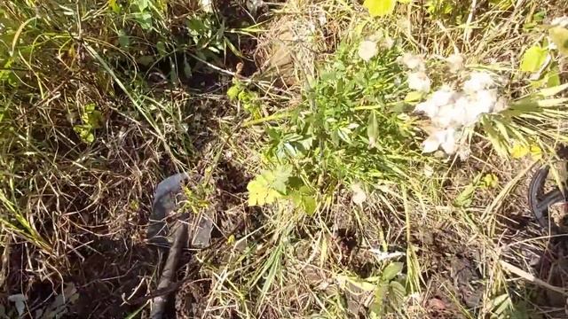 Первый выход с двумя приборами ?с Xp Deus и Xp Orx ?