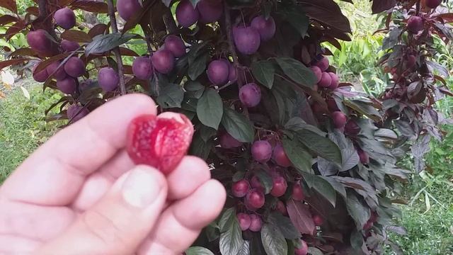 Алыча гибридная сорт Лыхны, красномясая. Дегустация смотреть онлайн