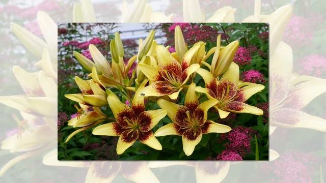 Golden Stone Lily, Asiatic Lilies смотреть онлайн
