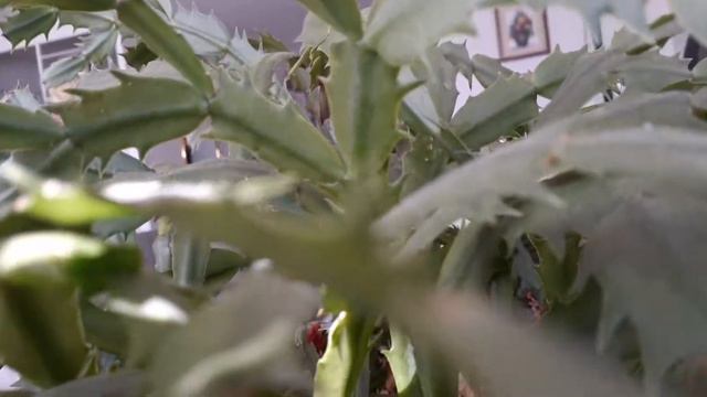 Wowww my late bloomer Christmas Cactus 🌵 смотреть онлайн