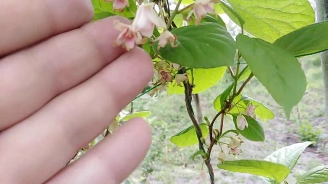 Лимонник. Цветение смотреть онлайн