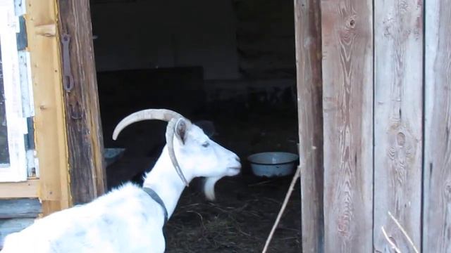 Козы все сломали и выгнали кур) смотреть онлайн