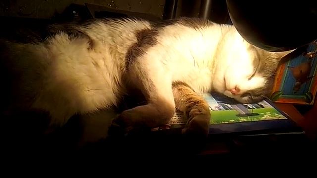 Кот спит! Смешные кошки! смотреть онлайн