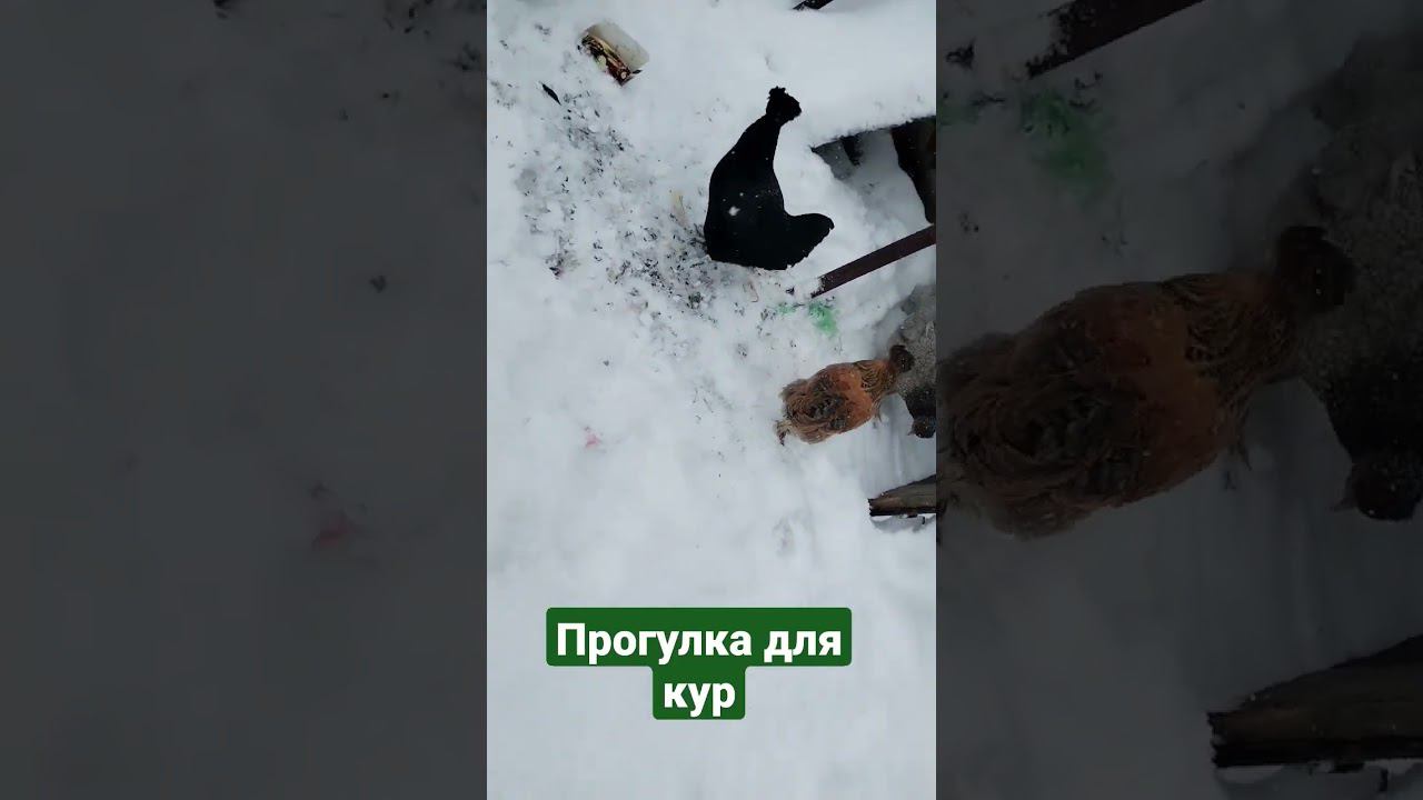 видео (куры гуляют) смотреть онлайн