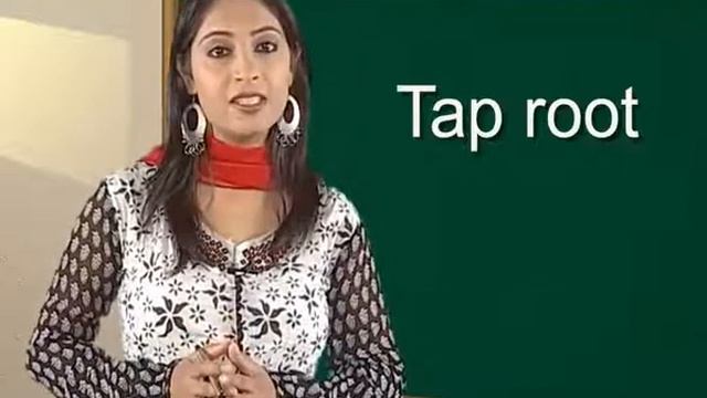 Biology c11 j 74 Root characters Region and types 1 смотреть онлайн