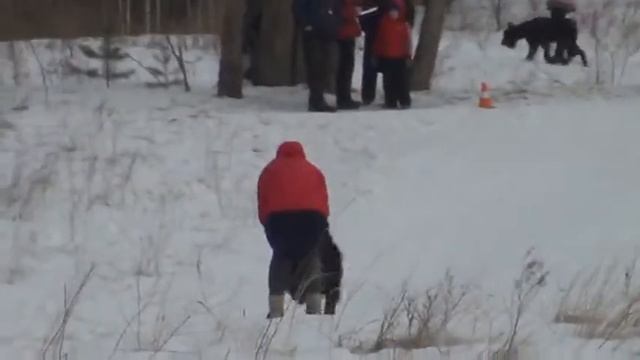 Ксения и ризеншнауцер Гелиос буксировка 720p