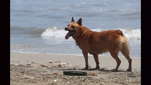 Canon EF 28-300mm Review! смотреть онлайн