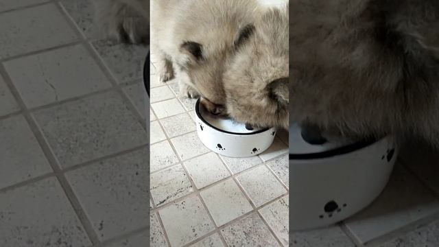 Козье молоко для щенков шпица ? смотреть онлайн