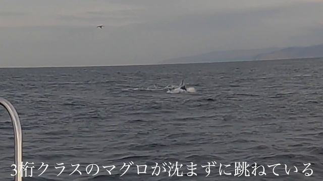 200キロオーバーの超巨大魚がかかった！！【竜飛崎】 смотреть онлайн