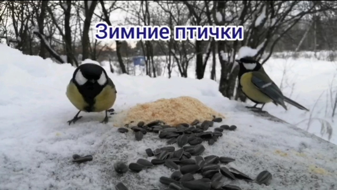 Зимние птички