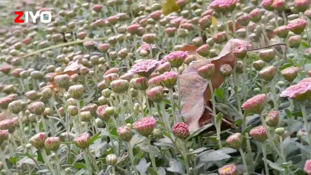 GLOBUS GULLAR смотреть онлайн