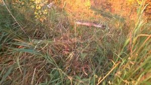 Ловушка для рыбы ФИНСКАЯ КАТИСКА. Как легко поймать рыбу.