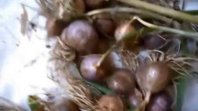 Уборка чеснока и размножение бульбочками. смотреть онлайн