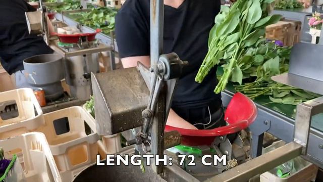 LIONSTAR Lisianthus Packing with Care смотреть онлайн