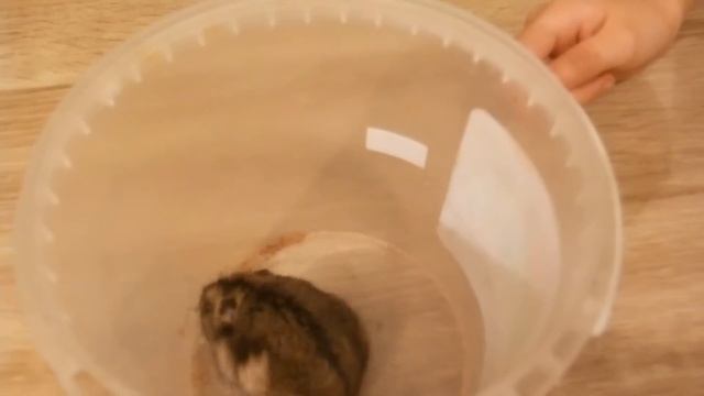 Что в доме у хомяка , куда девается корм с кормушки? смотреть онлайн