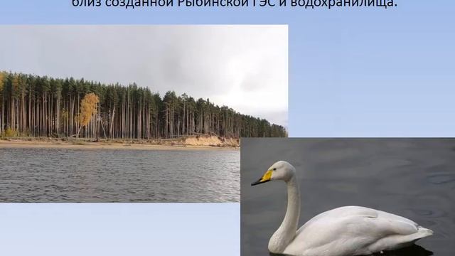 Виртуальная презентация "Заповедники России" смотреть онлайн