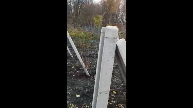 Подготовка виноградника к зиме. Заготовка лозы на черенки 12. 11. 2020г смотреть онлайн