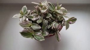 Традесканция Pink Hill (условно)