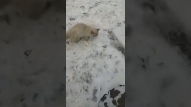 Ищу передержку для кошки окраса ред-пойнт! (13.12.2019) смотреть онлайн