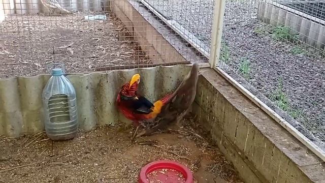 VID 20220831 113337 годовалая семья золотого красного фазана смотреть онлайн