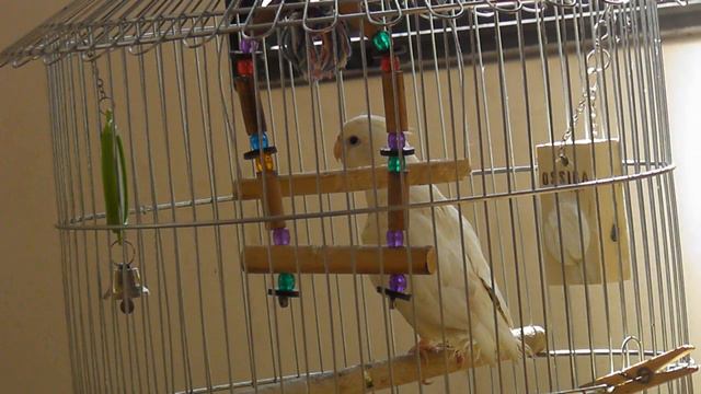 オカメインコyuki♂　練習中　　Praticando o hino nacional смотреть онлайн