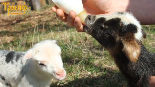 Кормление новорожденных ягнят козьим молоком смотреть онлайн