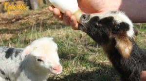 Кормление новорожденных ягнят козьим молоком