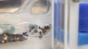 Метаморфоз куколки муравья