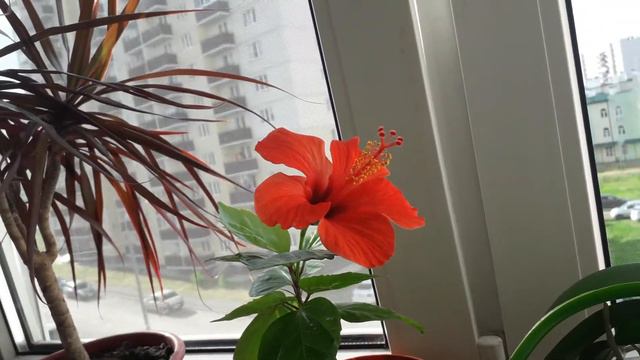 Гибискус расцвёл смотреть онлайн