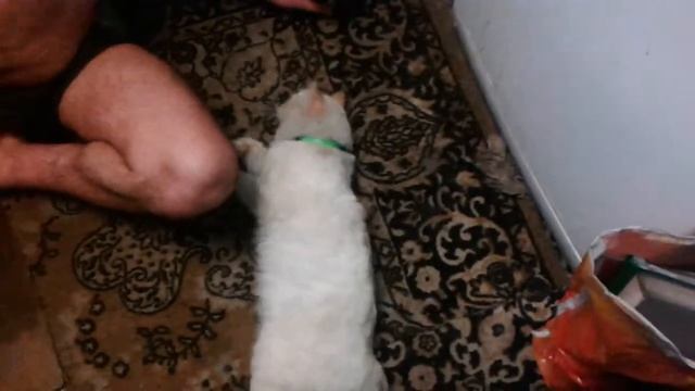 кот и валерьянка смотреть онлайн