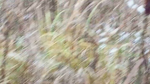 Сказочная прогулка с Хоритой по снежку смотреть онлайн