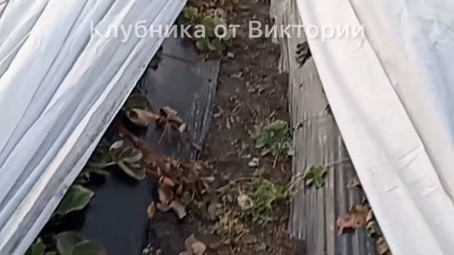 Накрываем клубнику/Готовимся к зиме