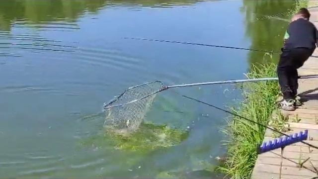 Поимка Белого Амура