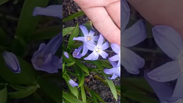 календарь цветения. 7.04  первоцвет хилнодокса #garden #plant #flower #дача